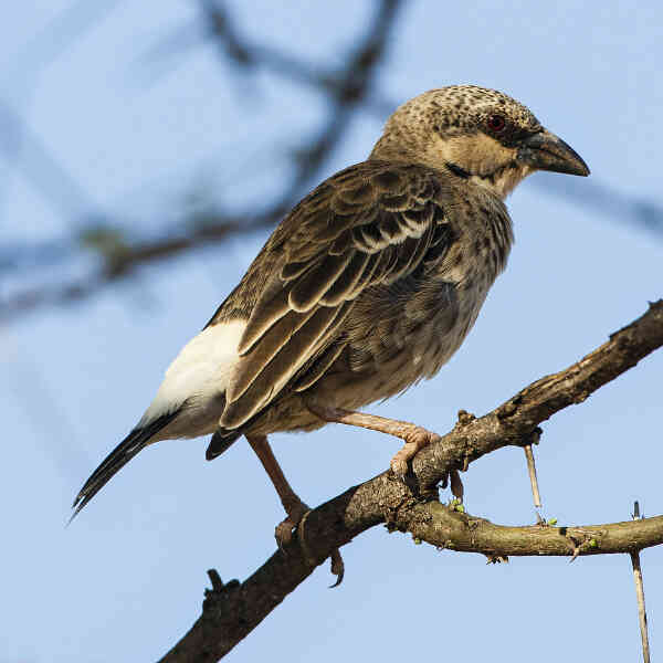 Image of Donaldson-Smith's Sparrow-Weaver