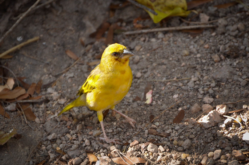 Image of Southern Brown-throated Weaver