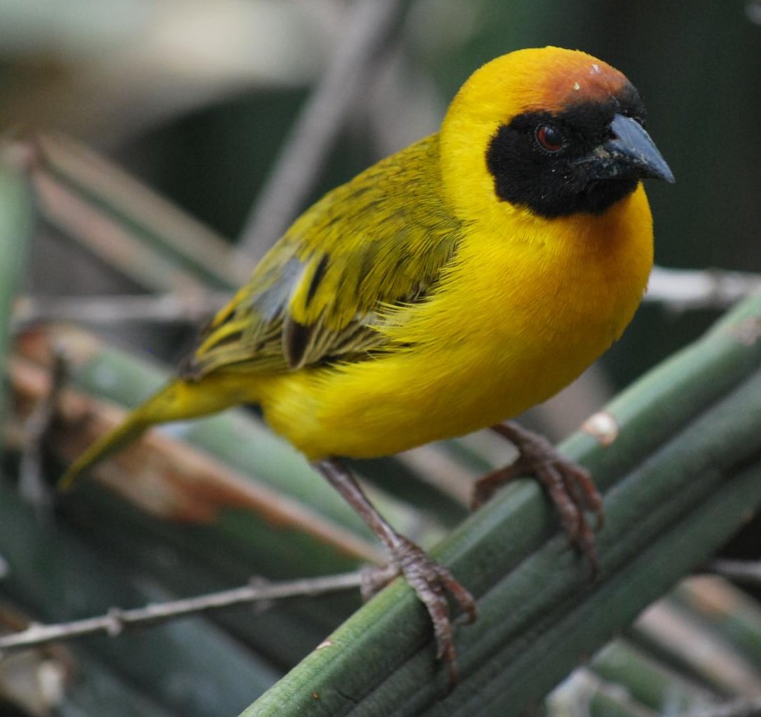 Image of Southern Masked Weaver