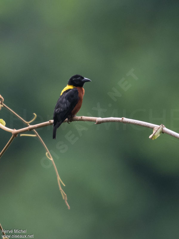 Image of Yellow-mantled Weaver