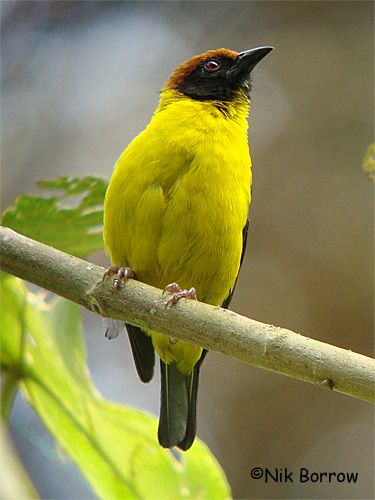 Image of Brown-capped Weaver