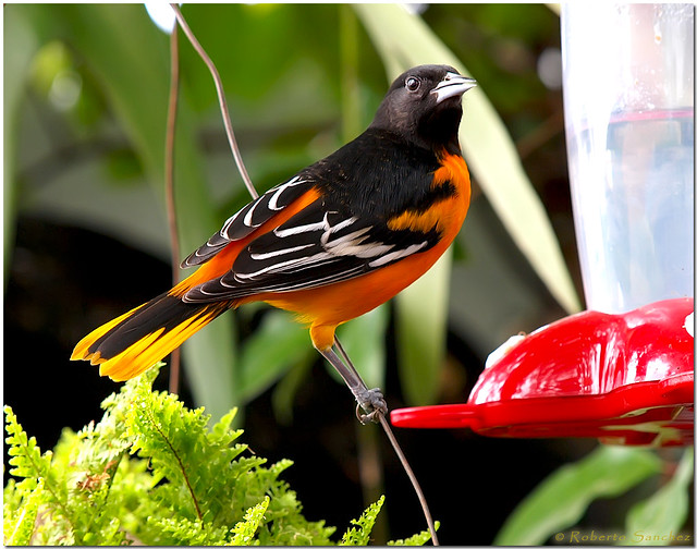 Image of Fuertes's Oriole