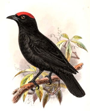 Image of Red-crowned Malimbe