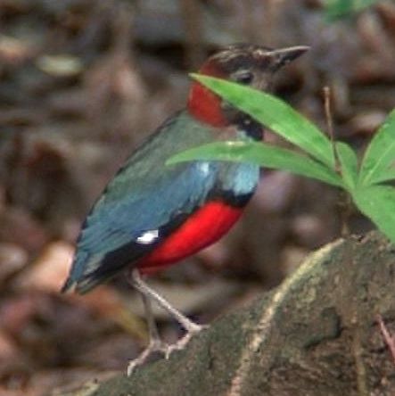 Image of Red-bellied Malimbe