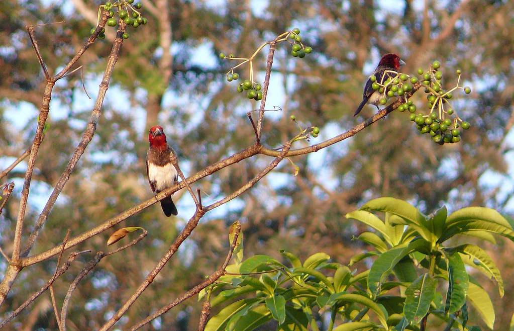 Image of Red-headed Quelea