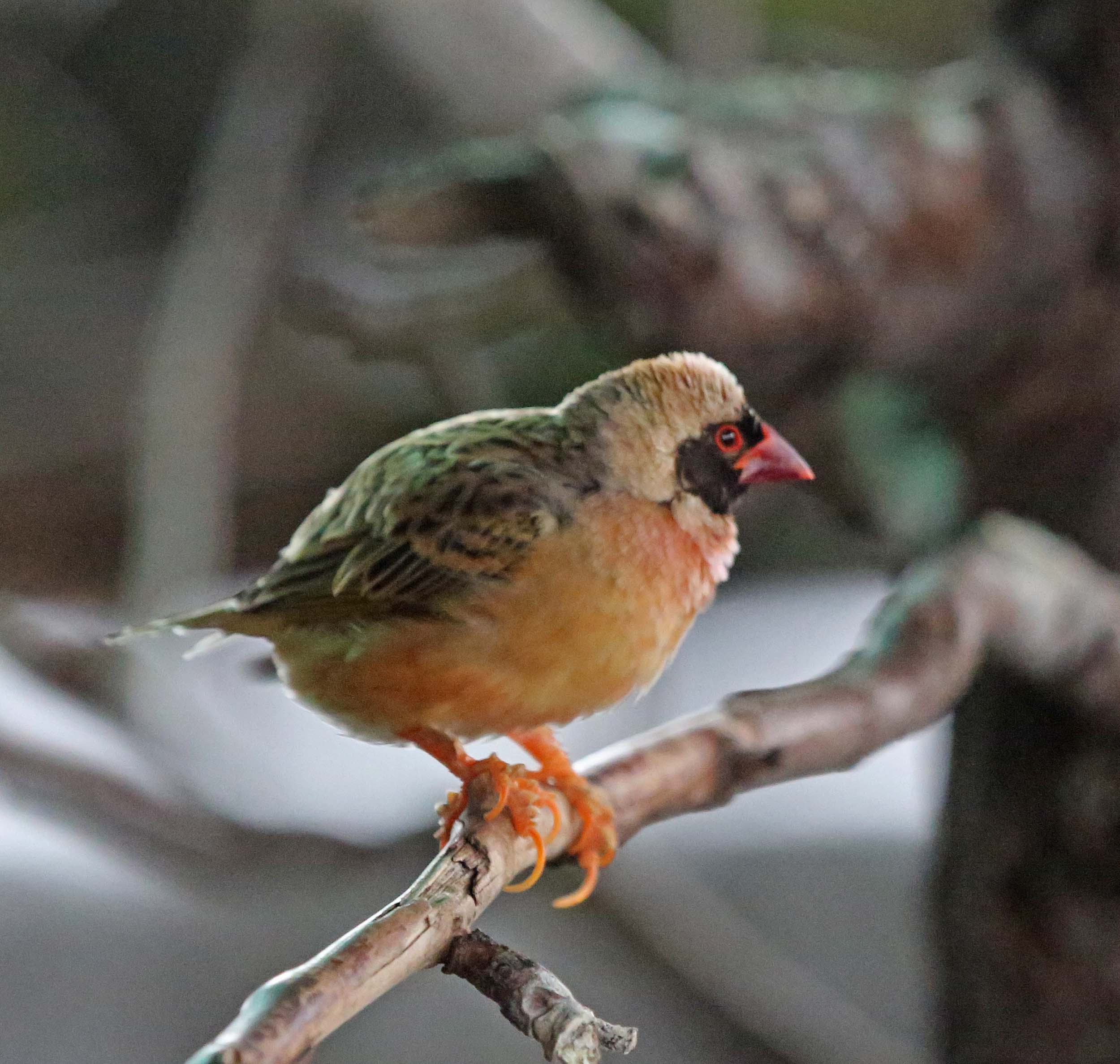 Image of Red-billed Quelea