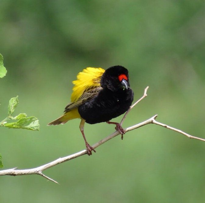 Image of Fire-fronted Bishop