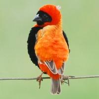 Image of Red Bishop (Male)