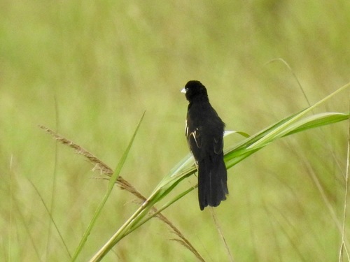Image of Marsh Widowbird