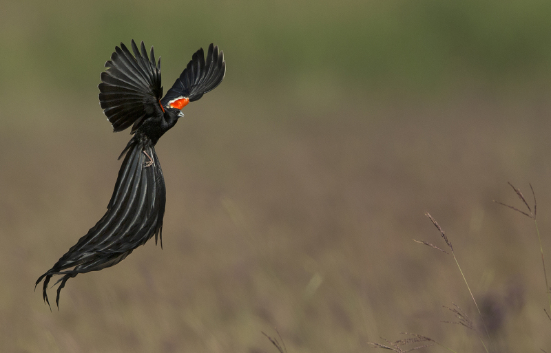 Image of Long-tailed Widowbird