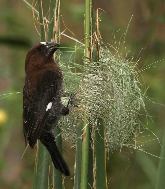 Image of Thick-billed Weaver