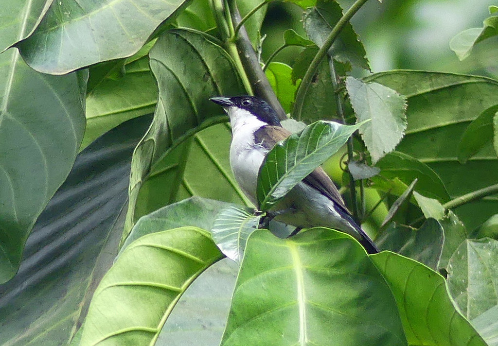 Image of White-breasted Negrofinch