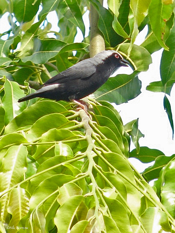 Image of Pale-fronted Negrofinch