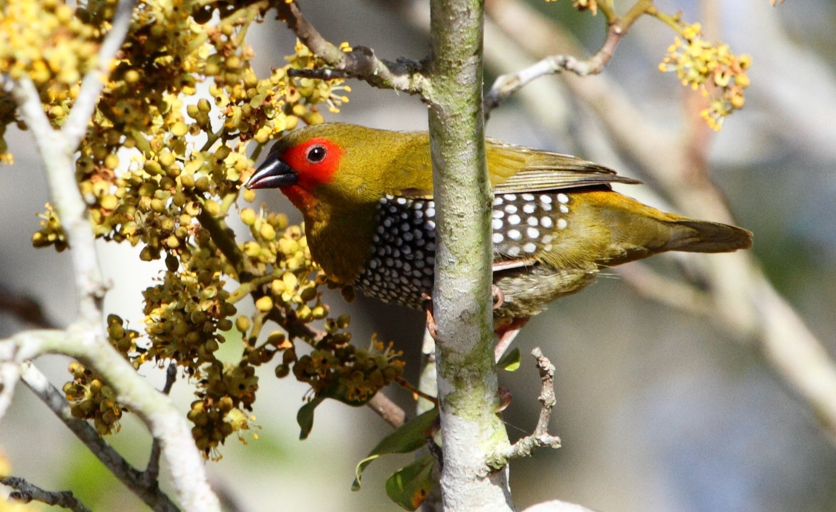 Image of Green-backed Twinspot