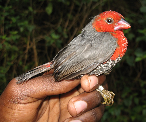 Image of Red-headed Bluebill