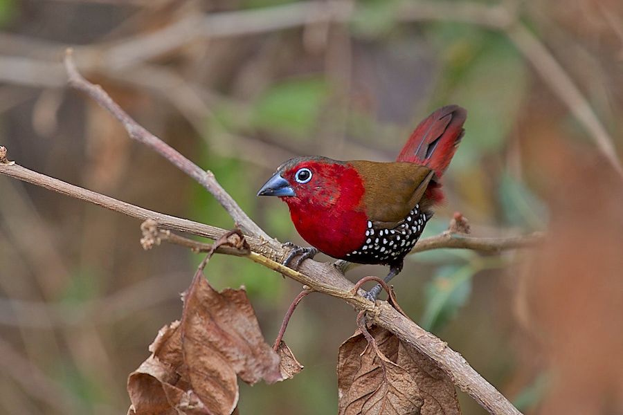 Image of Red-throated Twinspot