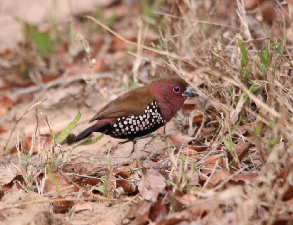 Image of Pink-throated Twinspot