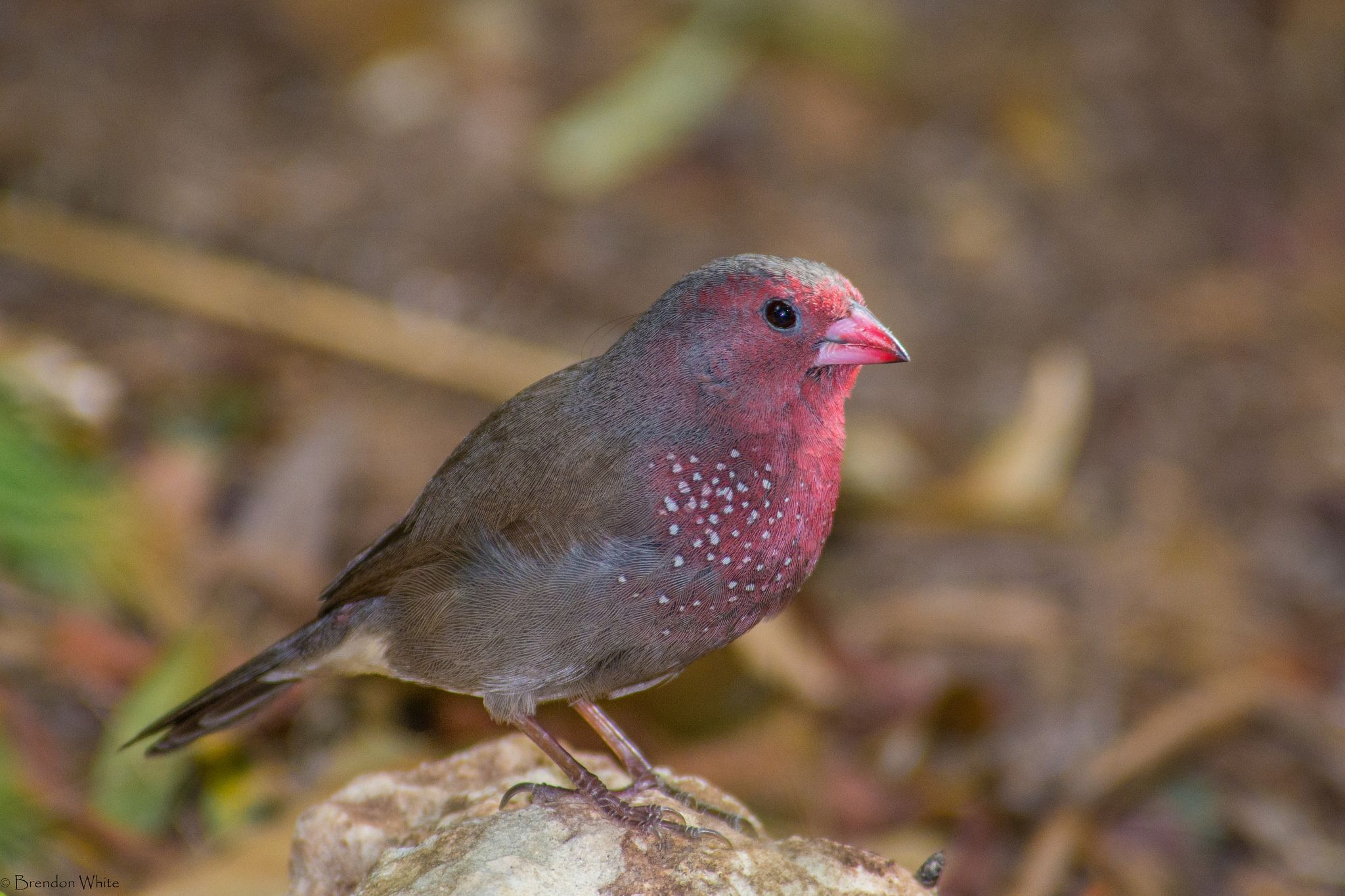 Image of Brown Firefinch