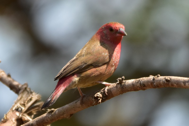 Image of Red-billed Firefinch