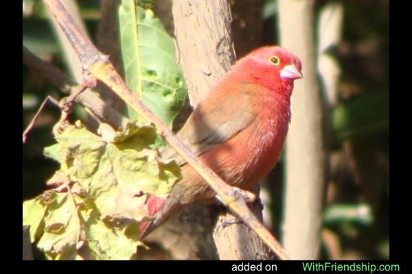 Image of Pale-billed Firefinch