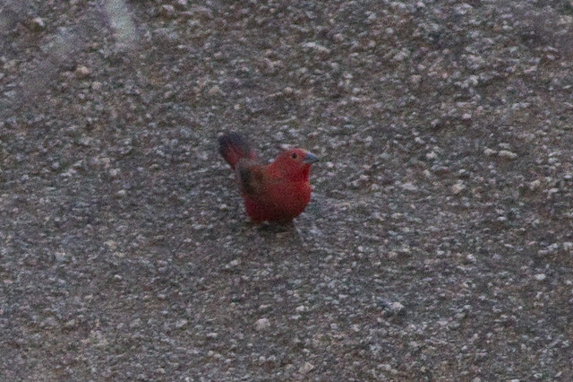 Image of Rock Firefinch