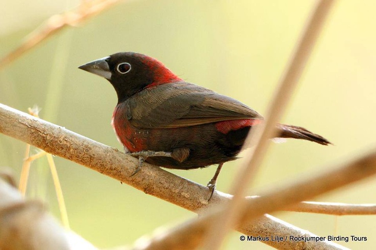 Image of Vinaceous Firefinch