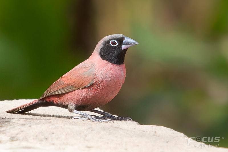Image of Black-throated Firefinch