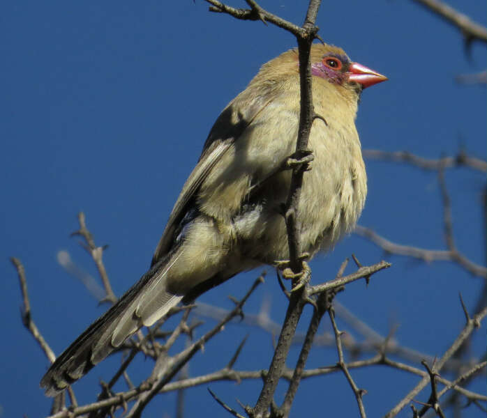 Image of Violet-eared Waxbill