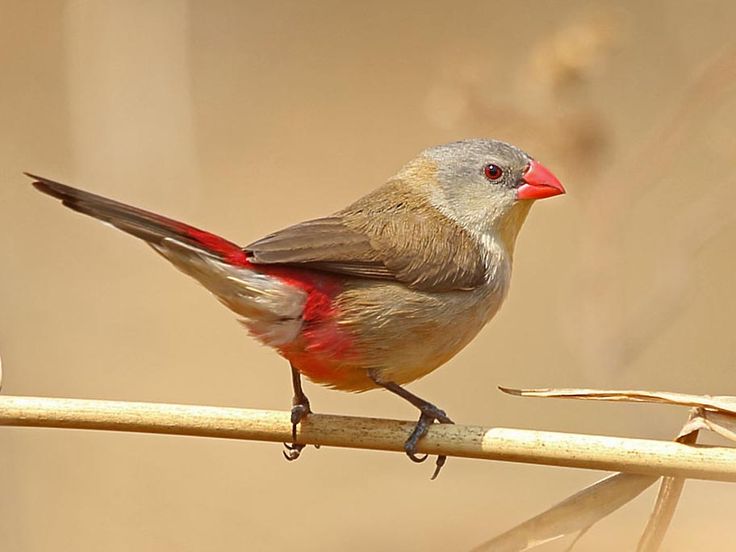 Image of Fawn-breasted Waxbill
