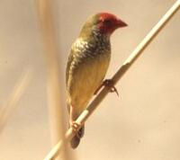 Image of Star Finch