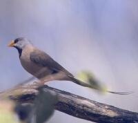 Image of Long-tailed Finch