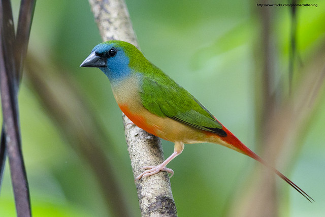 Image of Pin-tailed Parrotfinch
