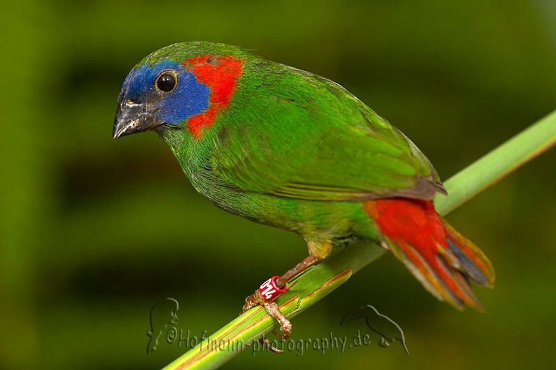 Image of Red-eared Parrotfinch