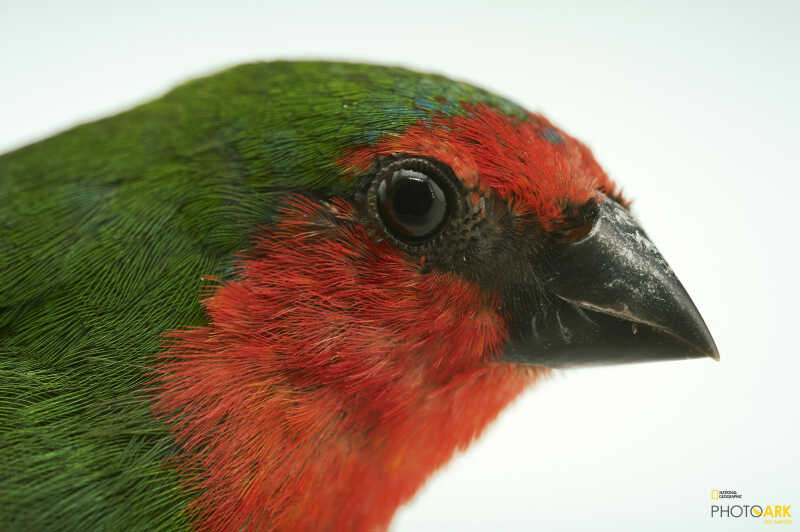 Image of Red-throated Parrotfinch