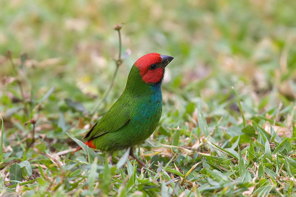 Image of Red-headed Parrotfinch