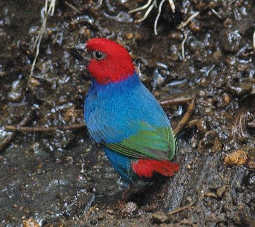 Image of Royal Parrotfinch