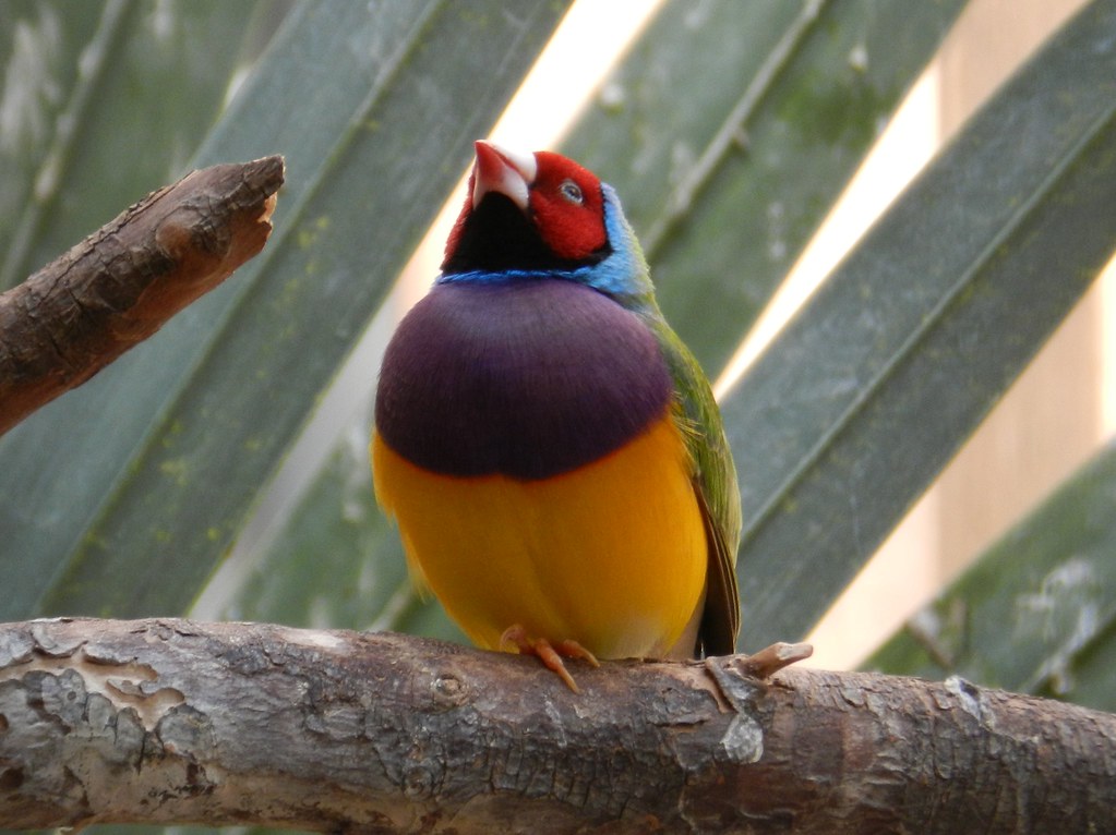 Image of Gouldian Finch