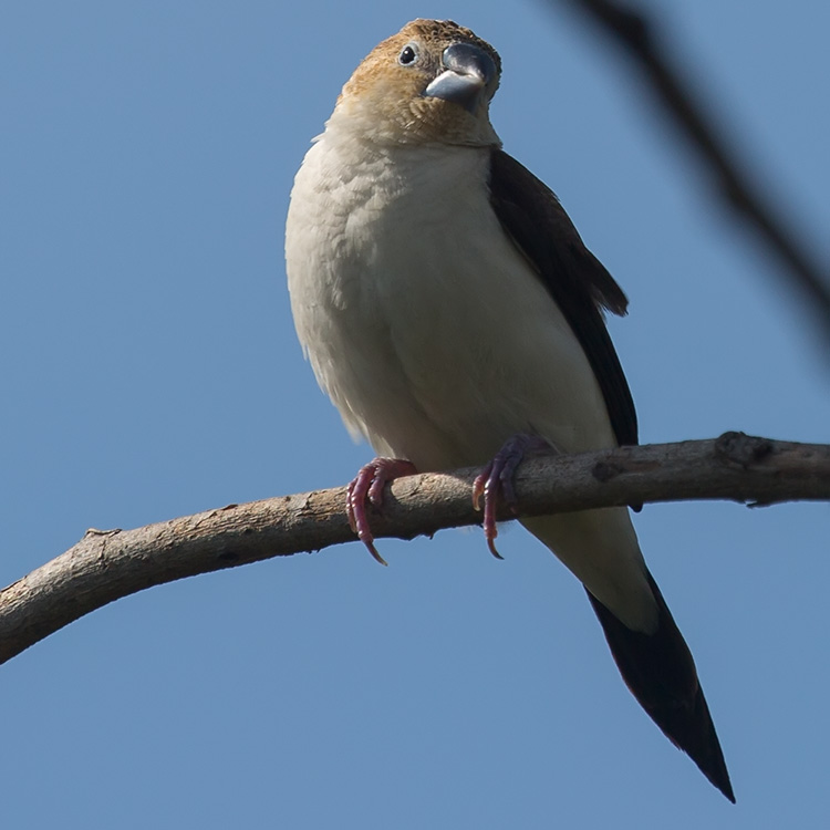 Image of African Silverbill