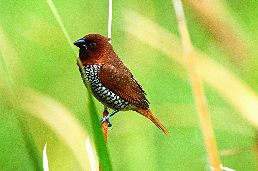 Image of Scaly-breasted Munia