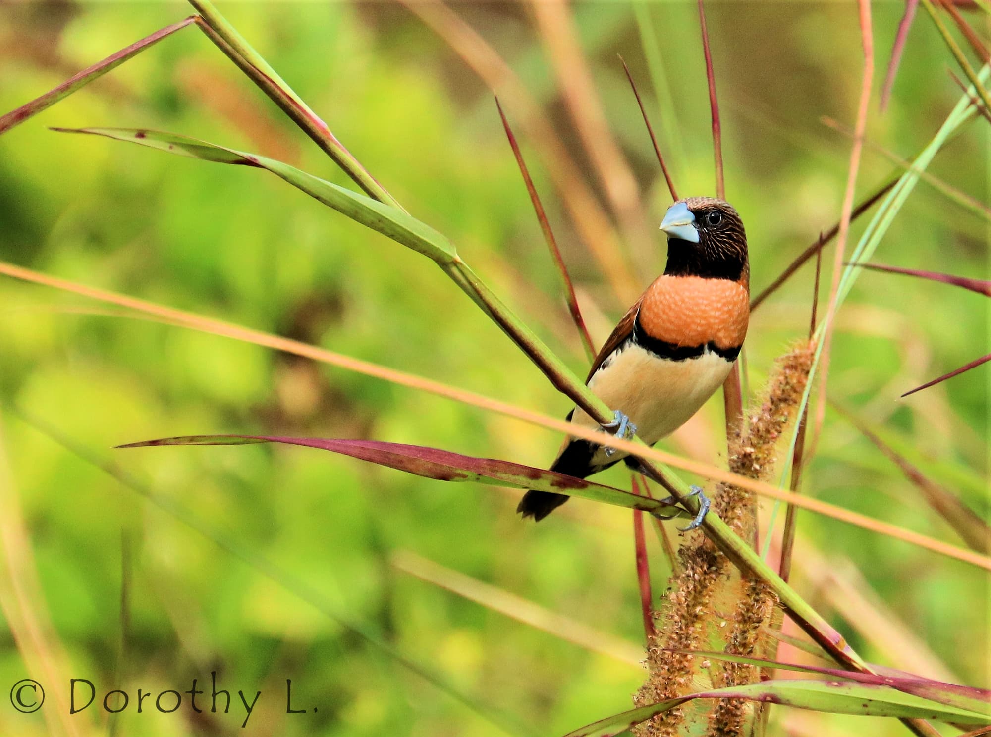 Image of Chestnut-breasted Munia