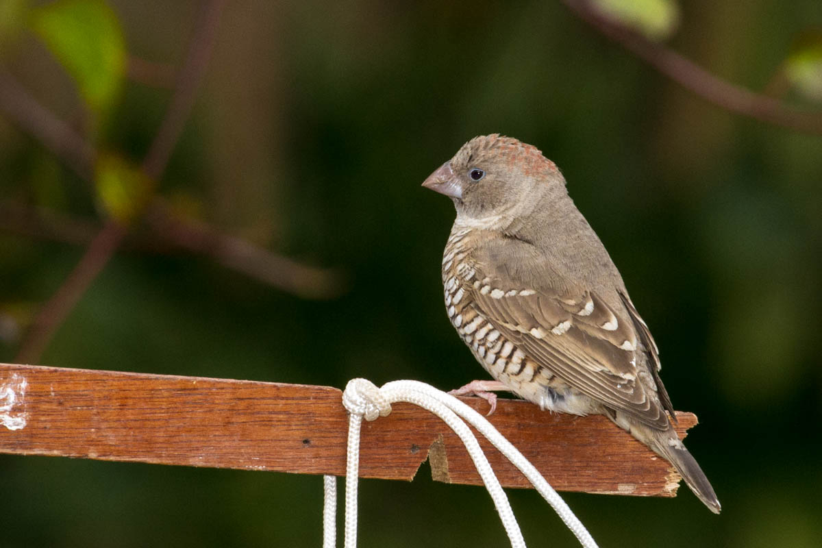 Image of Red-headed Finch