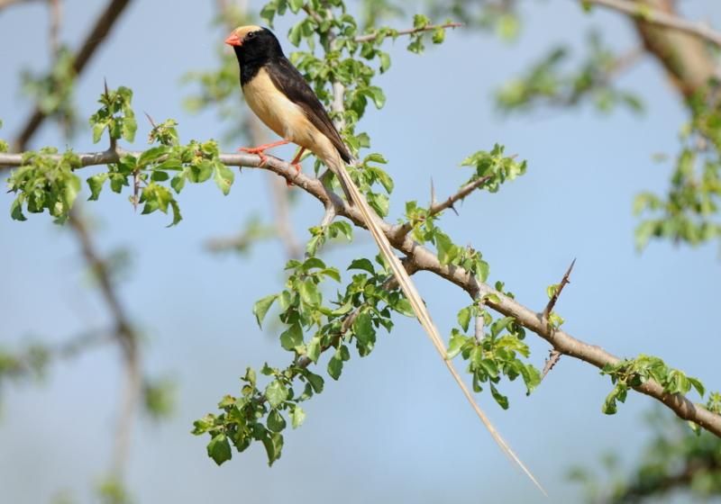 Image of Straw-tailed Whydah