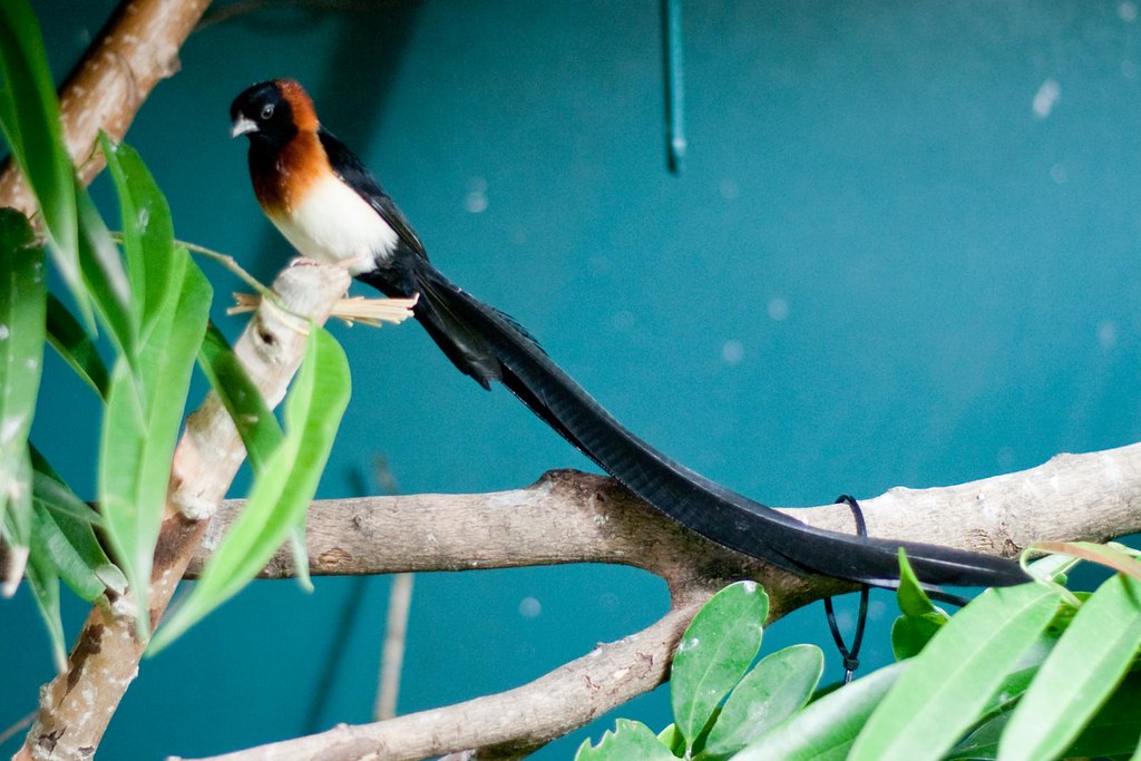 Image of Broad-tailed Paradise-whydah