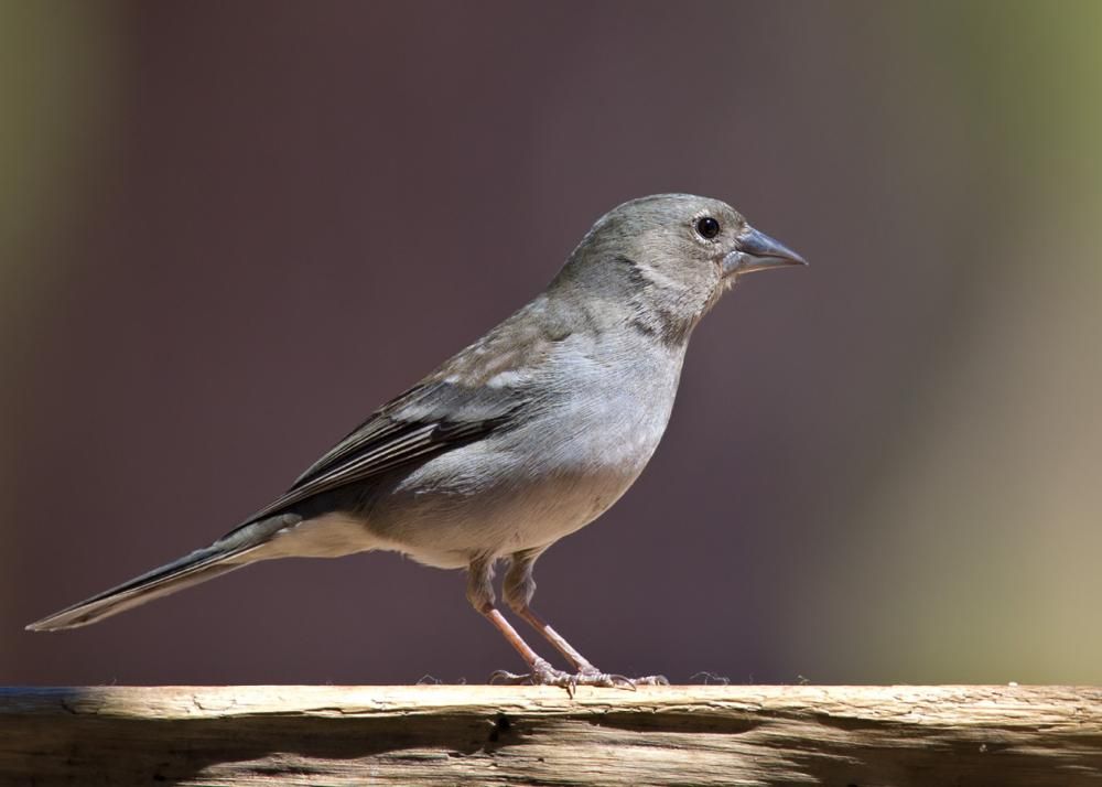 Image of Tenerife Blue Chaffinch