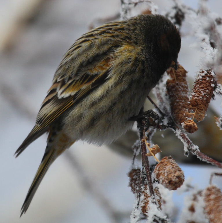 Image of Red-fronted Serin