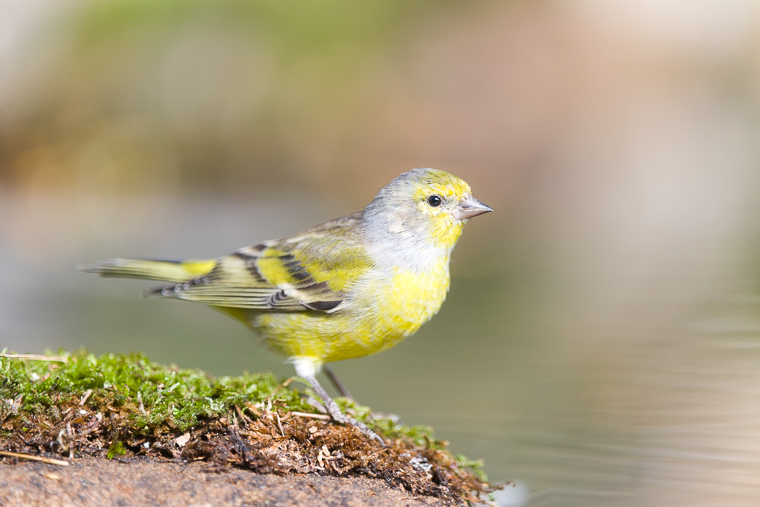 Image of Citril Finch
