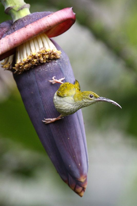 Image of Grey-breasted Spiderhunter