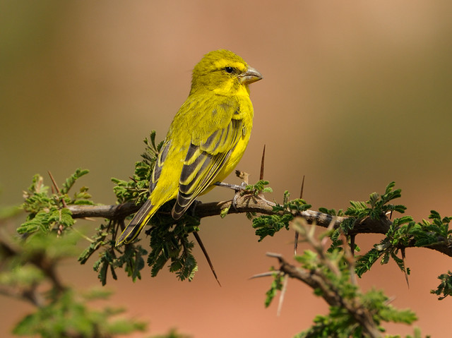 Image of Yellow-crowned Canary