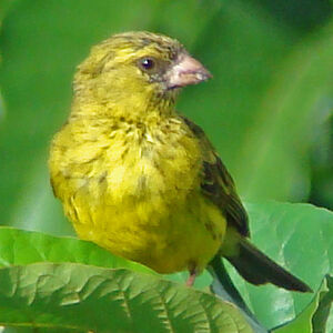 Image of Papyrus Canary