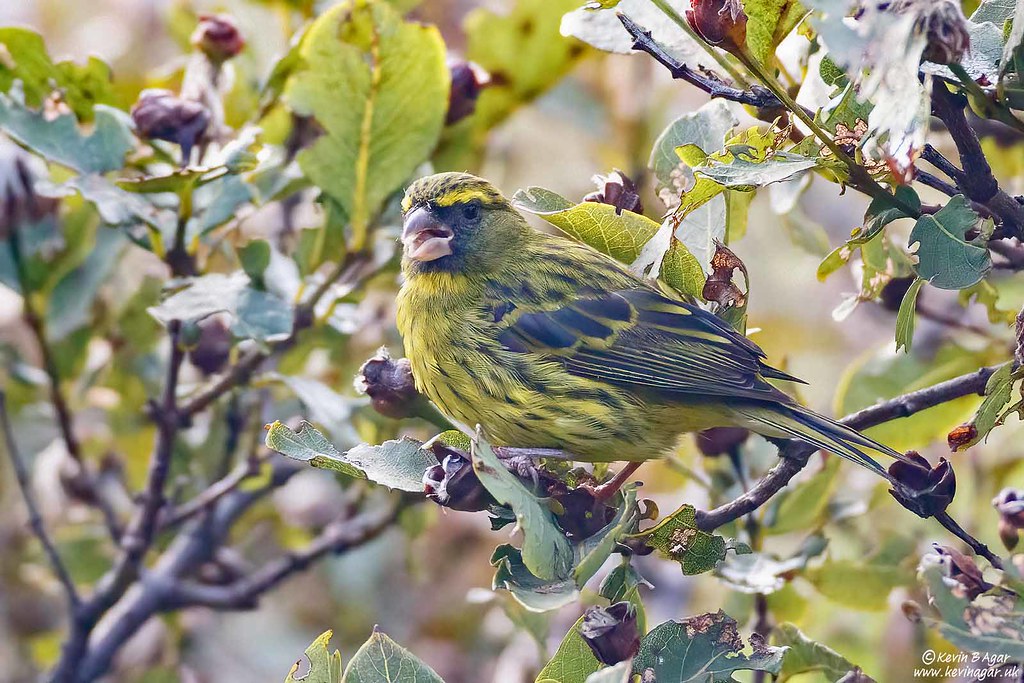 Image of Forest Canary